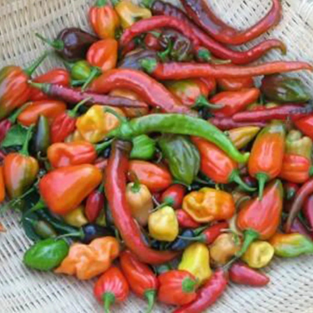 Dried Peppers Coated  -  Sku 5000